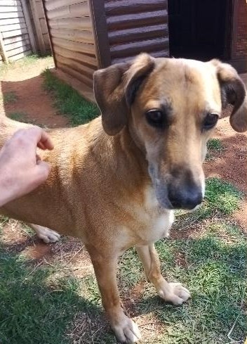 Meggie is in Australia Keringa-Petwings Pet Transport Testimonials