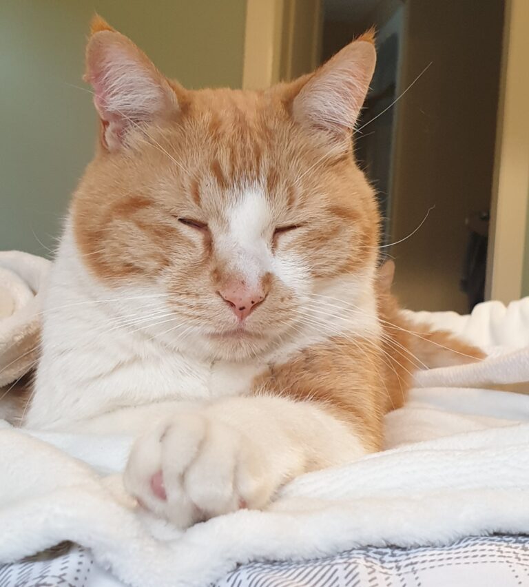 Pebble and Paws Have Arrived Safely in Canada ❤️🐈🇨🇦