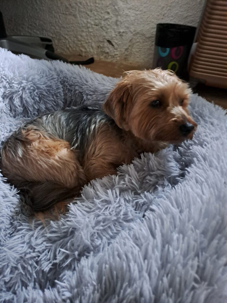 Tinkerbell and Rocky Have Arrived Safely in Portugal 🐶❤️🇵🇹