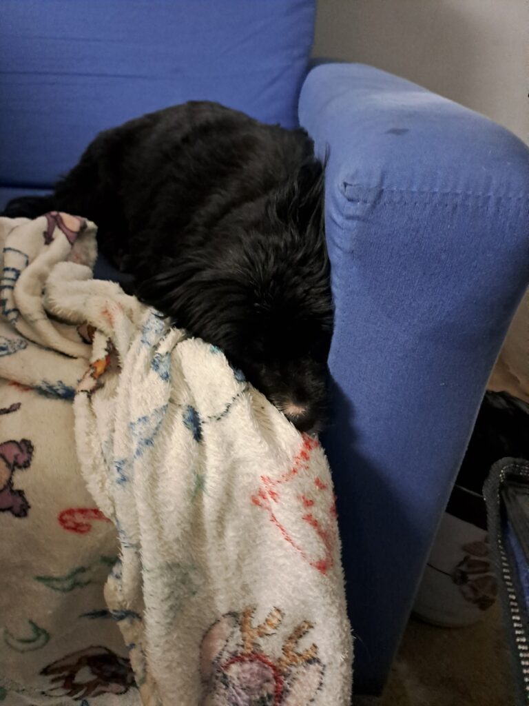 Tinkerbell and Rocky Have Arrived Safely in Portugal 🐶❤️🇵🇹