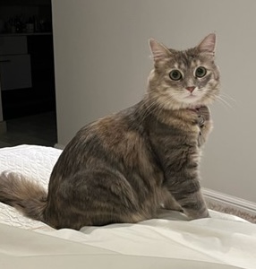 Ziggy and Zoe Are Safe and Sound in the UK