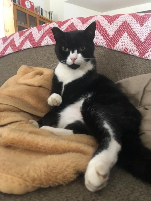 Charlie Has Joined His Family in The UK 🐈❤️🇬🇧