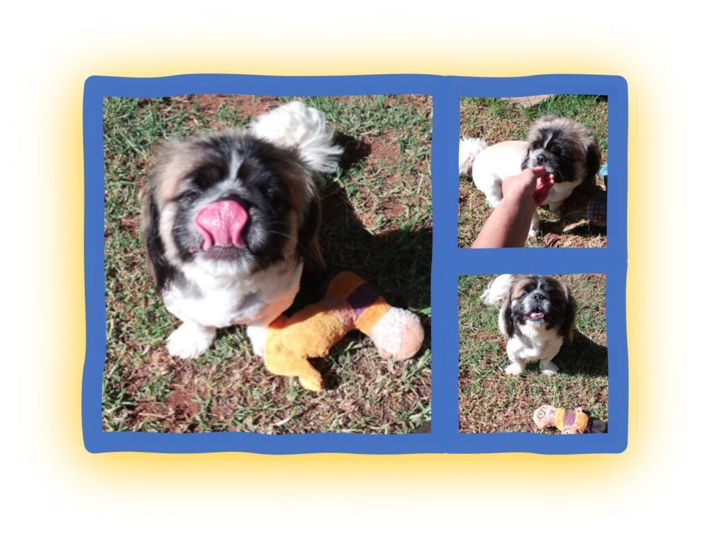 Coco the Pekingese Has Landed Safely in New Zealand 🐕❤️🇳🇿