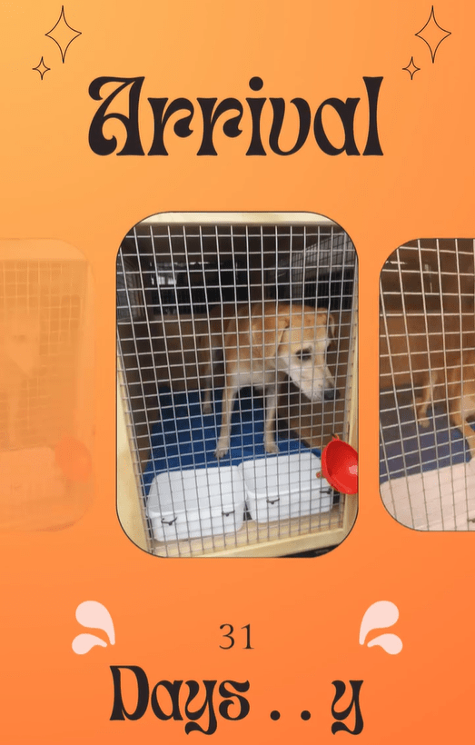 Daisy Blossom, One of Our Birthday Lucky Draw Winners, Has Arrived in Australia