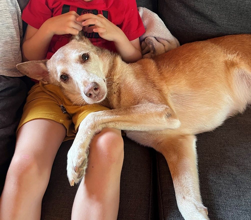 Maddy and Strike Have Joined Their People in New Zealand Keringa-Petwings Pet Transport Testimonials