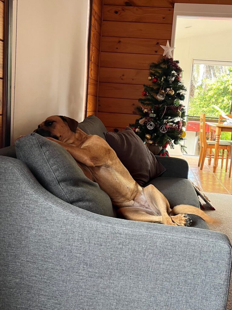 Maddy and Strike Have Joined Their People in New Zealand Keringa-Petwings Pet Transport Testimonials