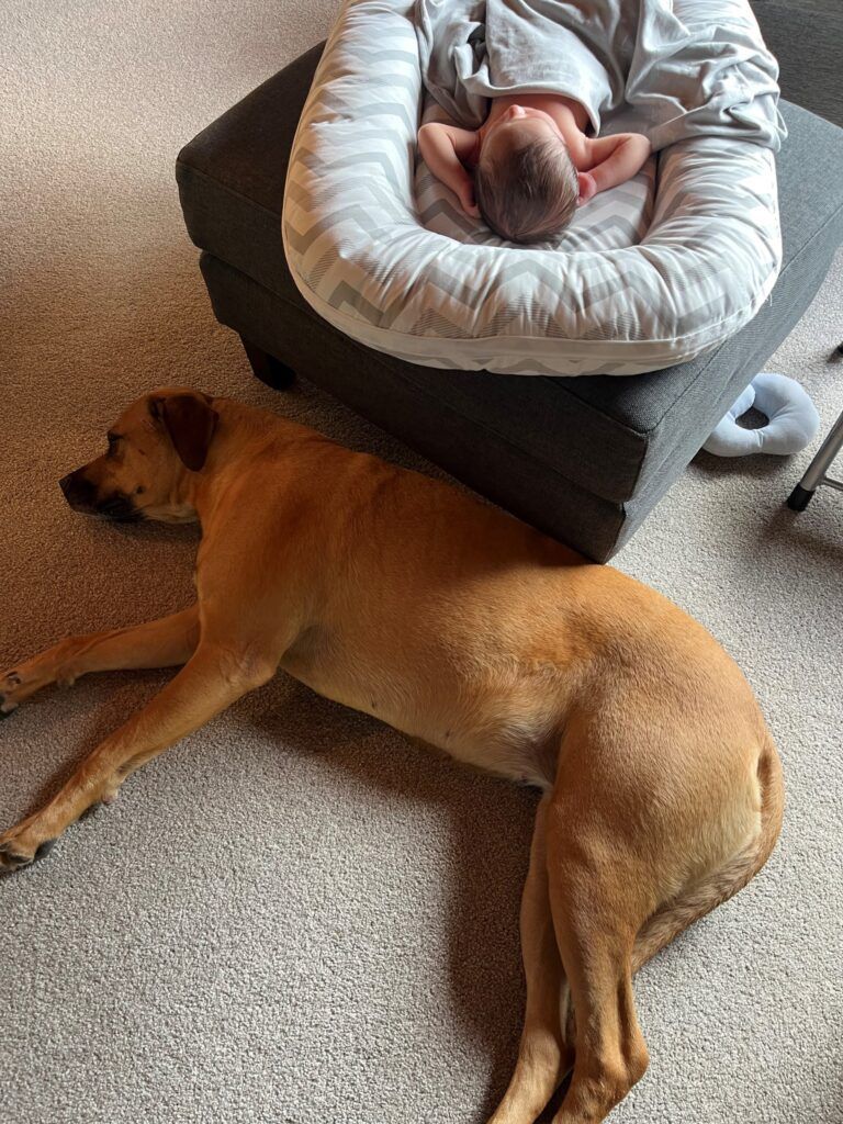 Maddy and Strike Have Joined Their People in New Zealand Keringa-Petwings Pet Transport Testimonials