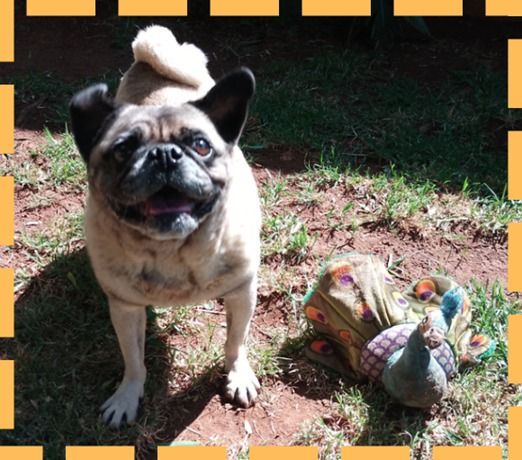 Peaches is Safely in Australia After Staying at Keringa-Petwings Keringa-Petwings Pet Transport Testimonials