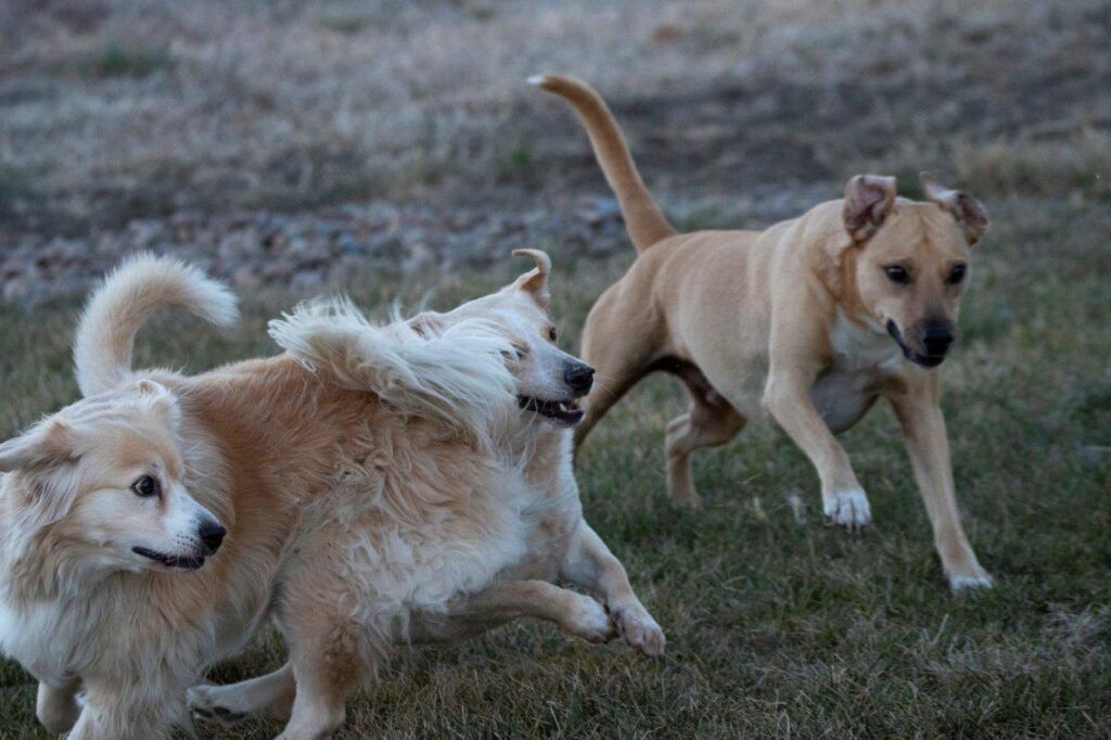 Stephanie, Snoopy, Riley and Luke Have Arrived Safely in Atlanta, USA 🐶❤️🇺🇸