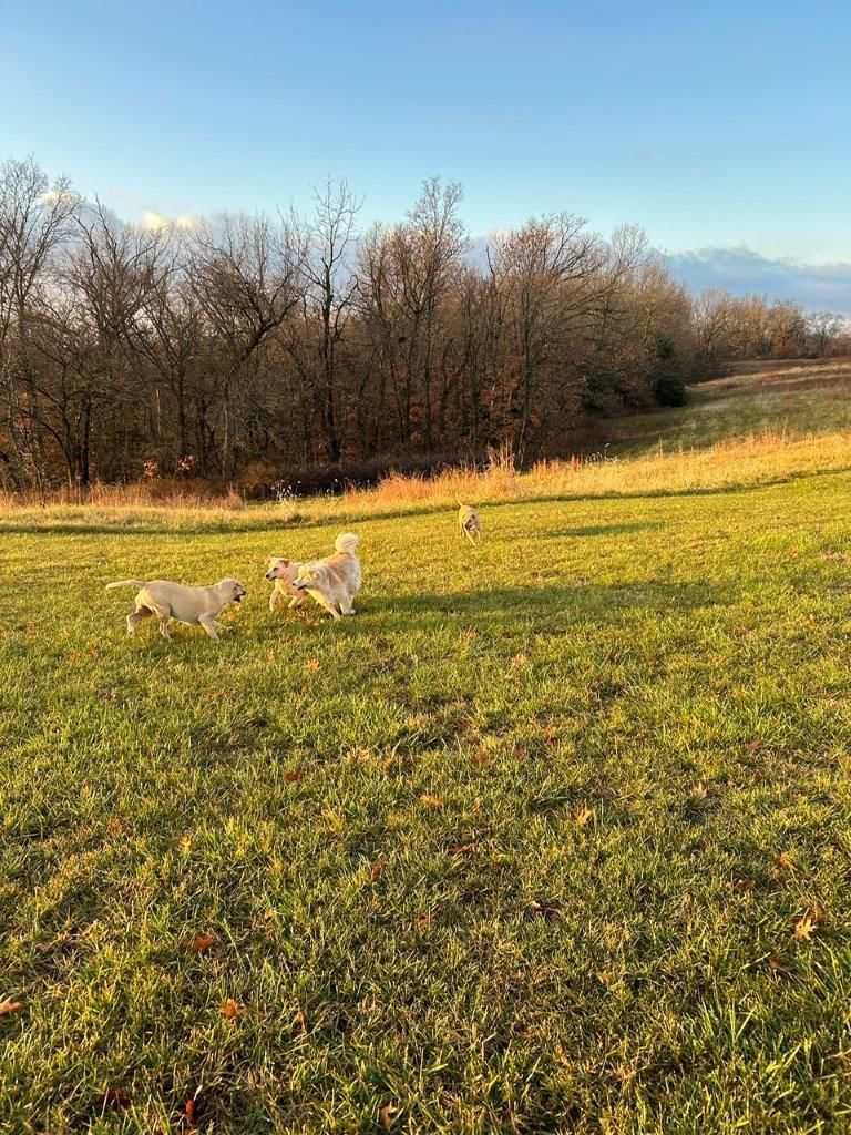Stephanie, Snoopy, Riley and Luke Have Arrived Safely in Atlanta, USA 🐶❤️🇺🇸