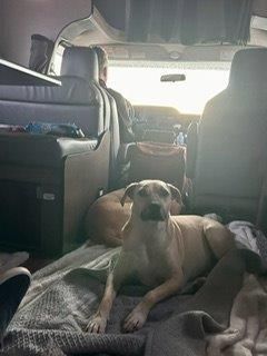 Stephanie, Snoopy, Riley and Luke Have Arrived Safely in Atlanta, USA 🐶❤️🇺🇸