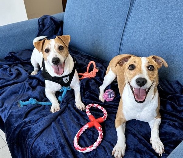 The Best Christmas Gift Ever – Zack and Sasha Arriving in the UAE 🐕❤️🇦🇪