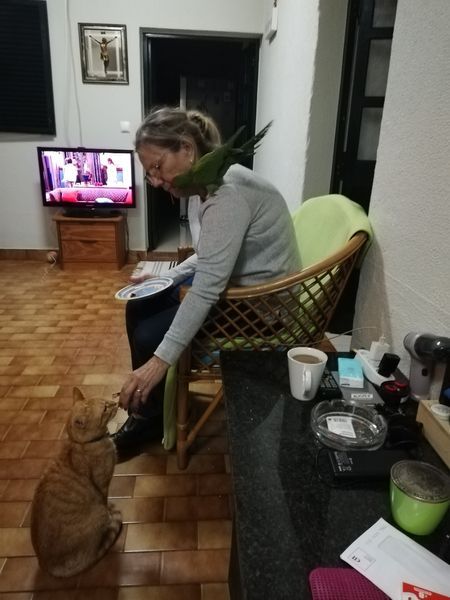Tommy, the Scarlet-Fronted Parakeet, Has Joined His Mom and Cat Brother in Madeira, Portugal