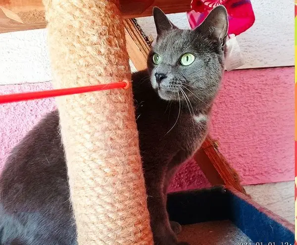 A Big Thank you from Peanut and Charlie's family Pet Boarding Testimonials Keringa-Petwings 1