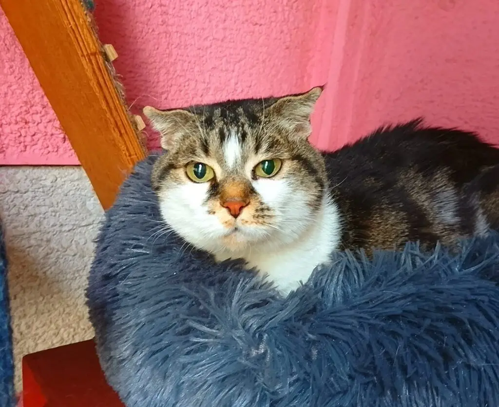 A Big Thank you from Peanut and Charlie's family Pet Boarding Testimonials Keringa-Petwings 2