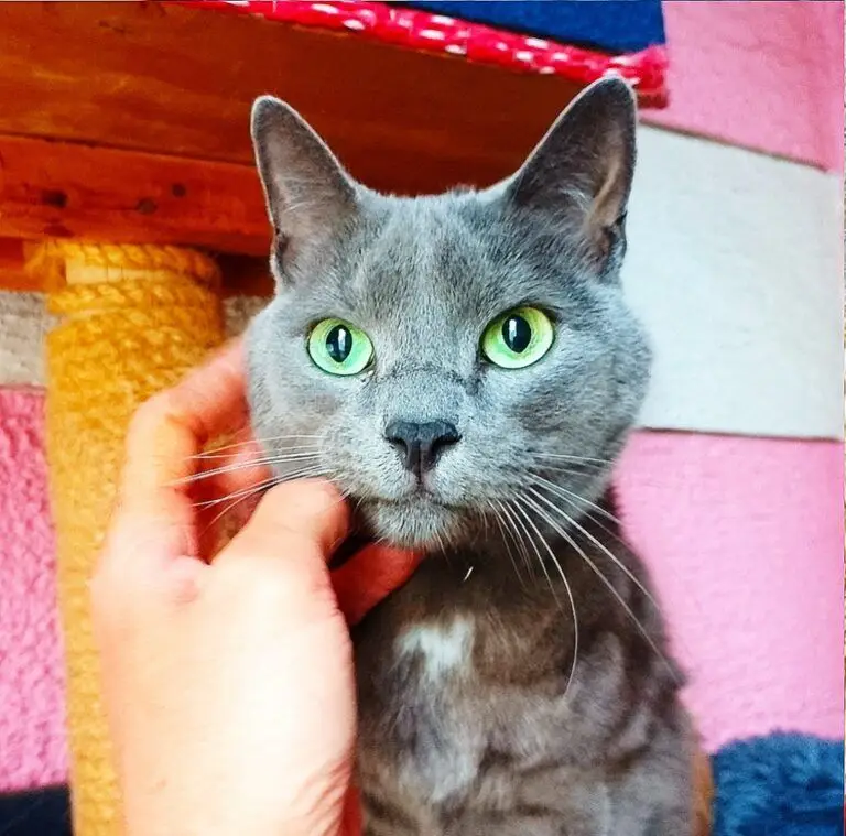 A Big Thank you from Peanut and Charlie's family Pet Boarding Testimonials Keringa-Petwings 3