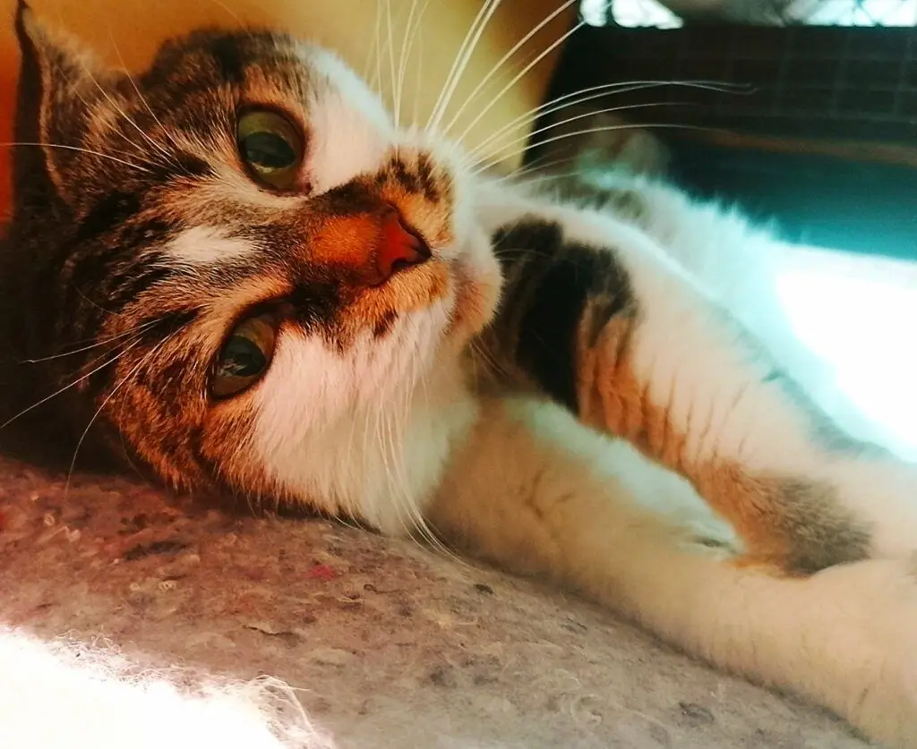 A Big Thank you from Peanut and Charlie's family Pet Boarding Testimonials Keringa-Petwings 4