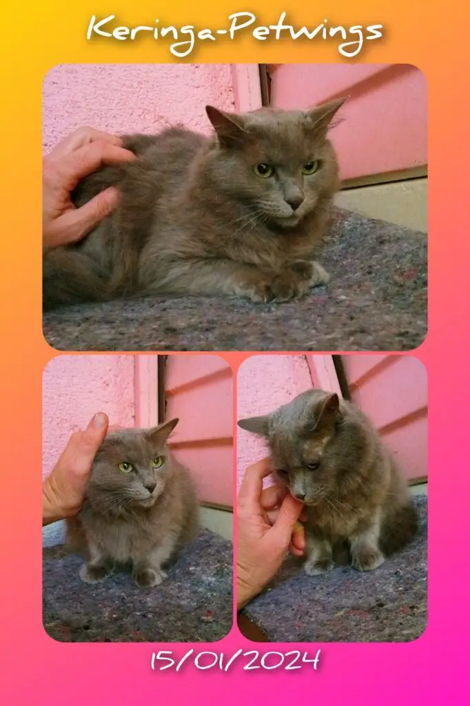 Annabelle Has Arrived Safely in Abu Dhabi 🐈❤️🇦🇪