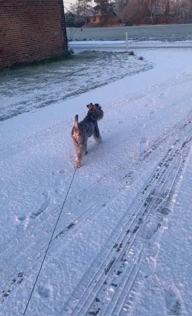 CJ Has Arrived Safely in Amsterdam Keringa-Petwings Pet Transport Testimonials