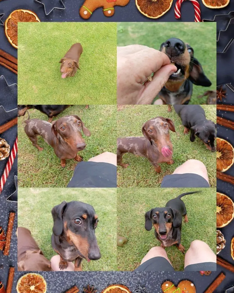 Chloe, Charlie, and Chester are Safely in Australia