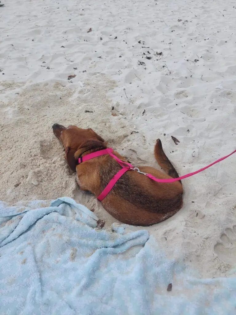 Fox's First Day on the Beach in Mauritius 🇲🇺🐶❤️