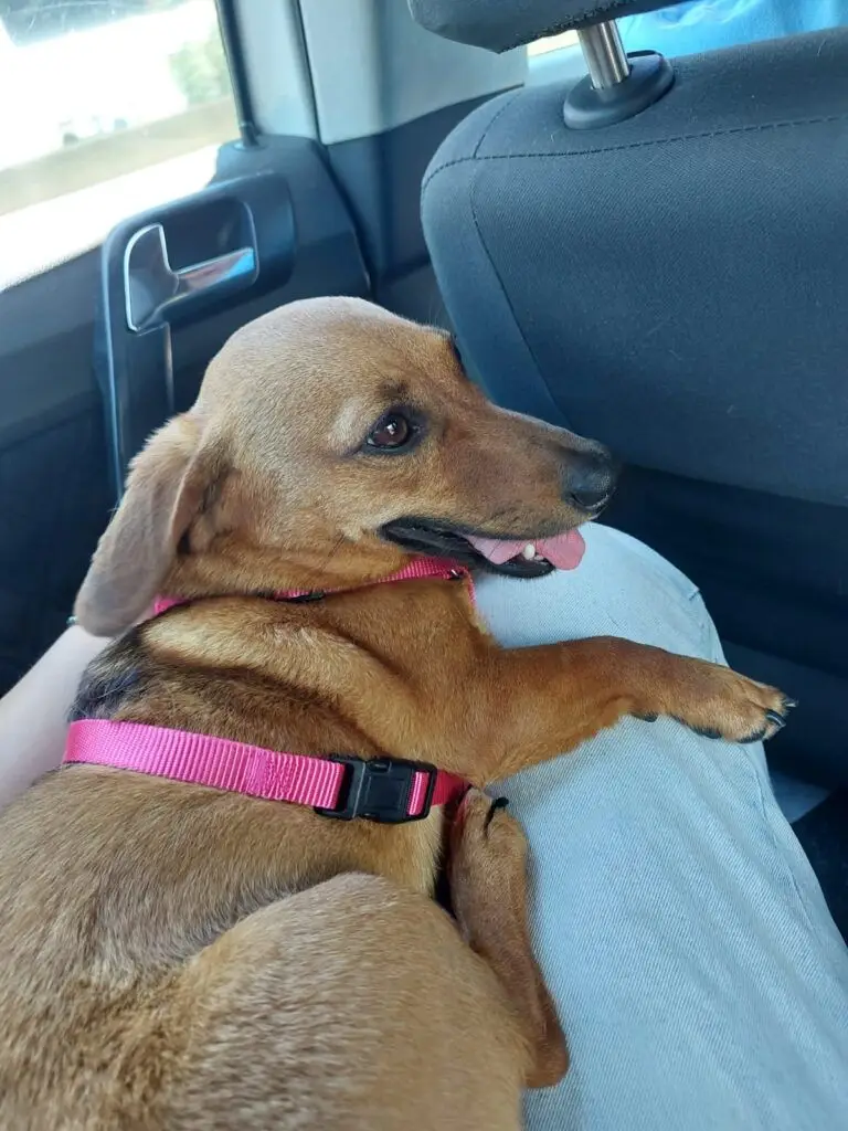 Fox's First Day on the Beach in Mauritius 🇲🇺🐶❤️