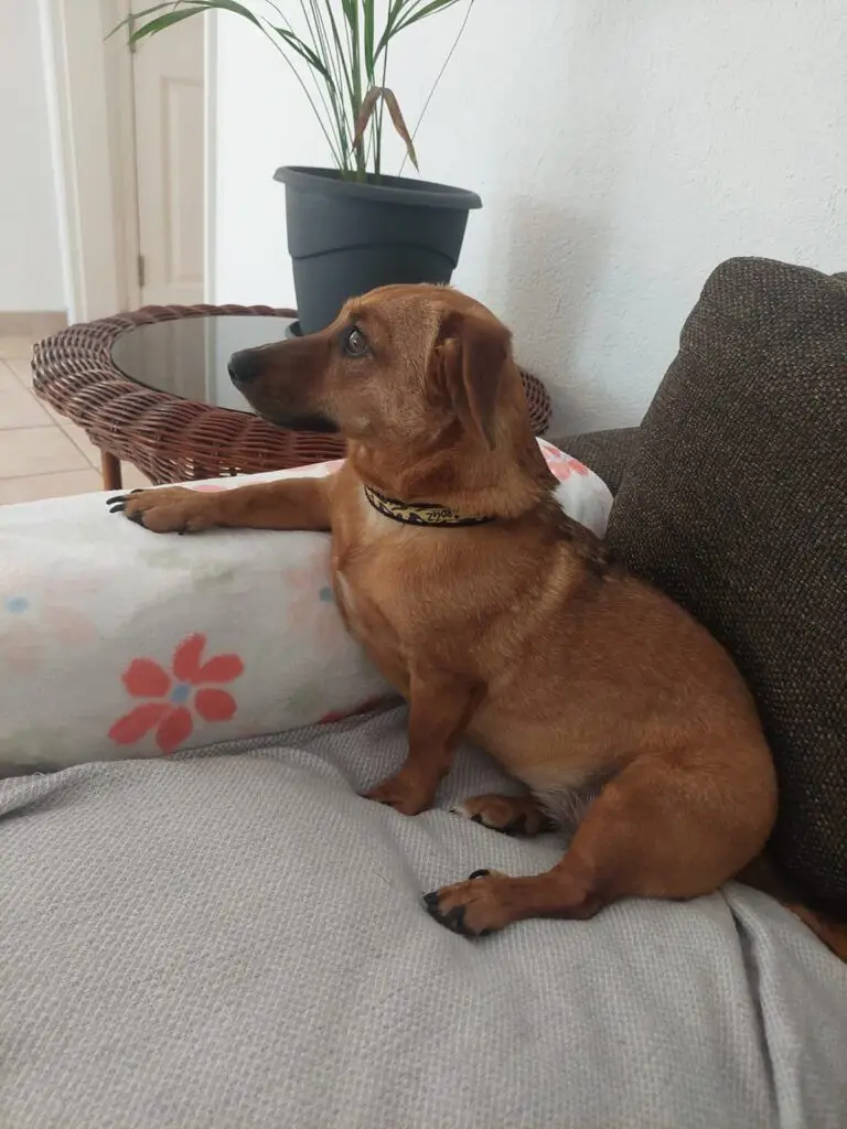 Fox's First Day on the Beach in Mauritius 🇲🇺🐶❤️