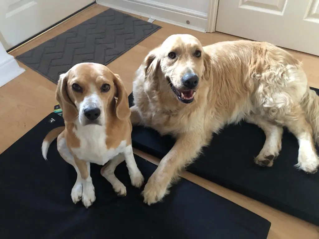 Harley, Savanna, and Storm Have Arrived Safely in the UK 🐈🇬🇧🐕🐕