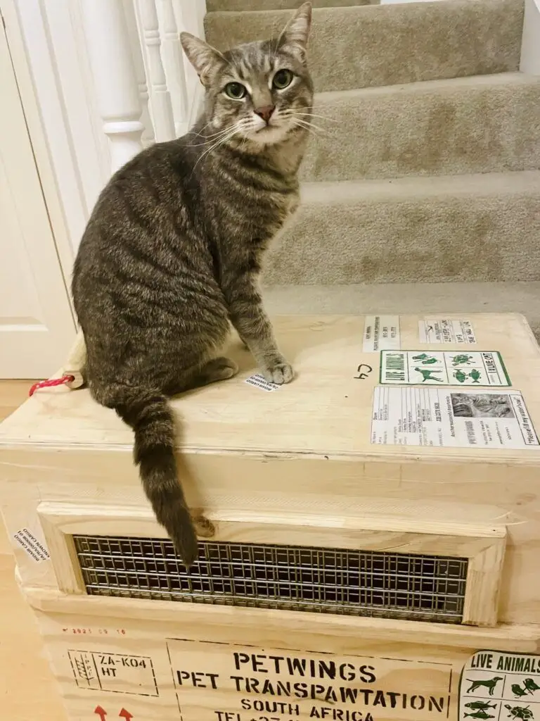 Harley, Savanna, and Storm Have Arrived Safely in the UK 🐈🇬🇧🐕🐕