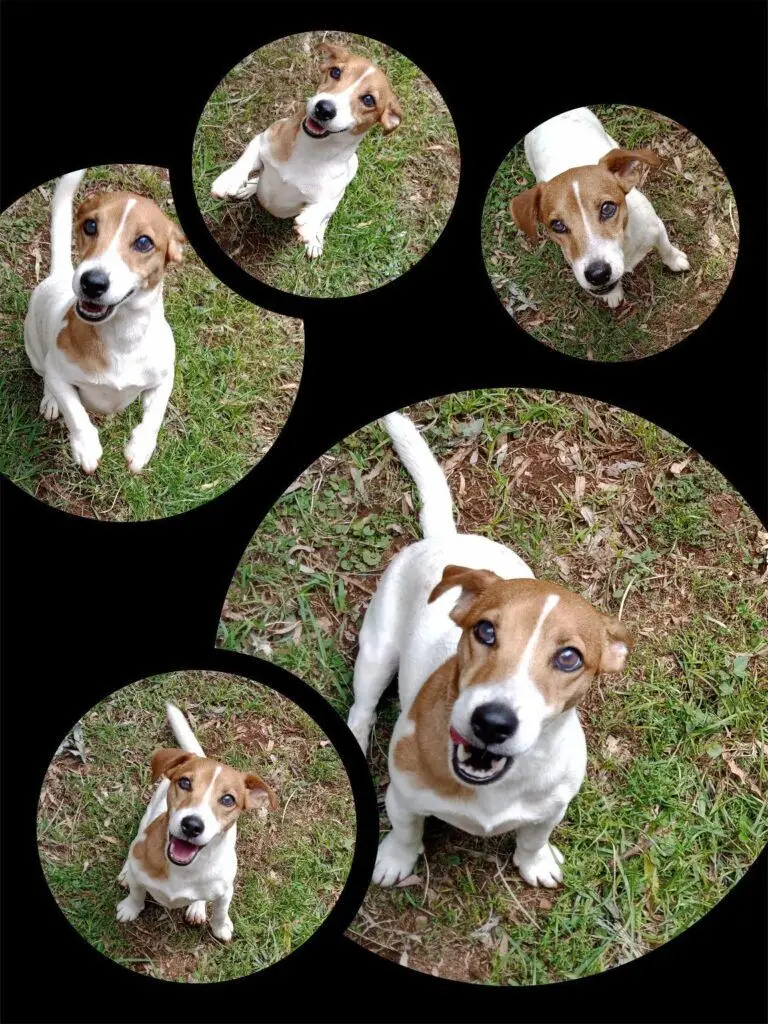 Milo and Oakley Have Arrived Safely in Australia 🐶❤️🇦🇺