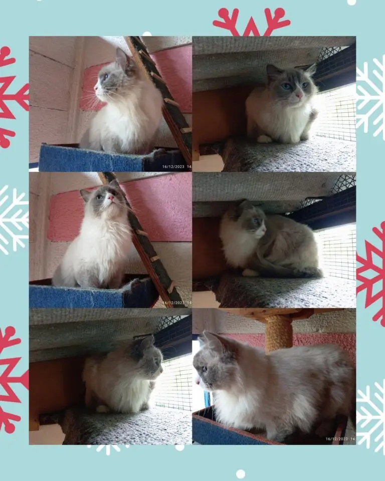 Milo and Oakley Have Arrived Safely in Australia 🐶❤️🇦🇺