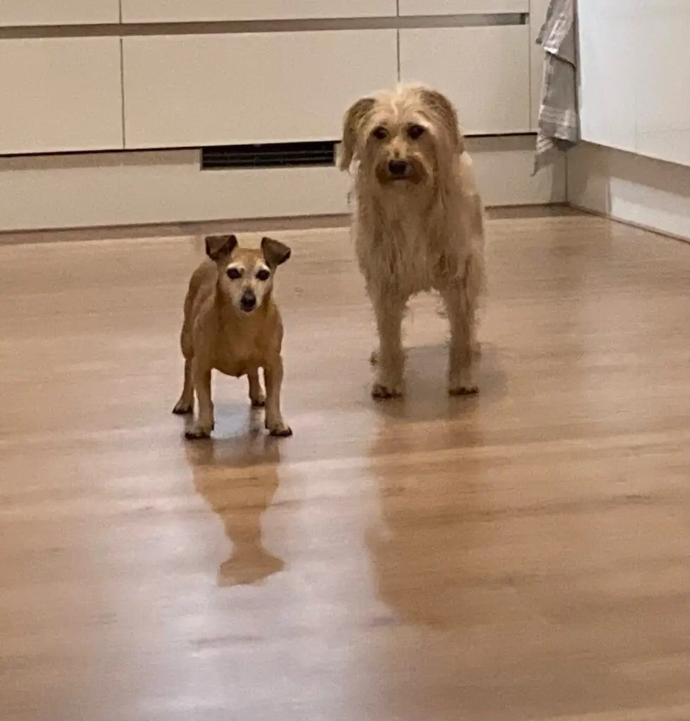 Oliver and Christa Have Joined Their Family in Amsterdam