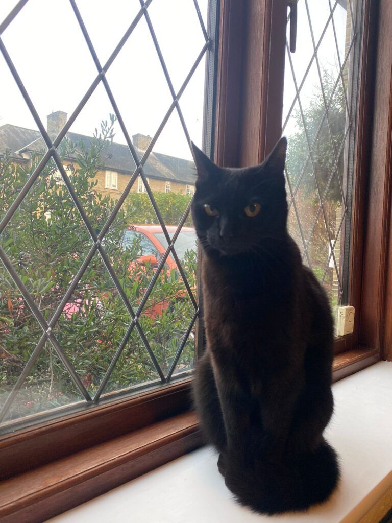 Penny, Olive, George, and Charlie are Safe and Sound in the UK 🐈❤️🇬🇧