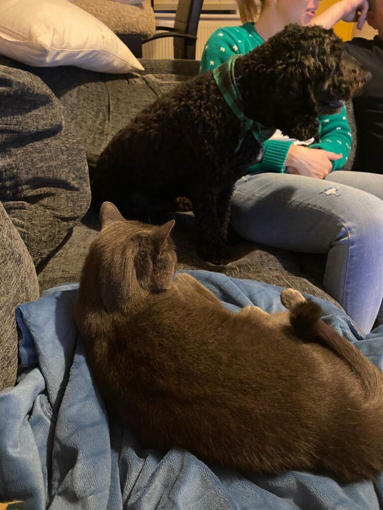 Penny, Olive, George, and Charlie are Safe and Sound in the UK 🐈❤️🇬🇧