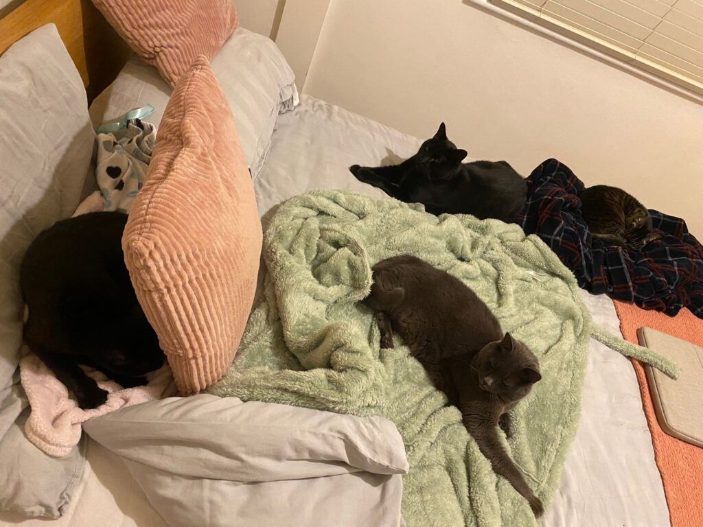 Penny, Olive, George, and Charlie are Safe and Sound in the UK 🐈❤️🇬🇧