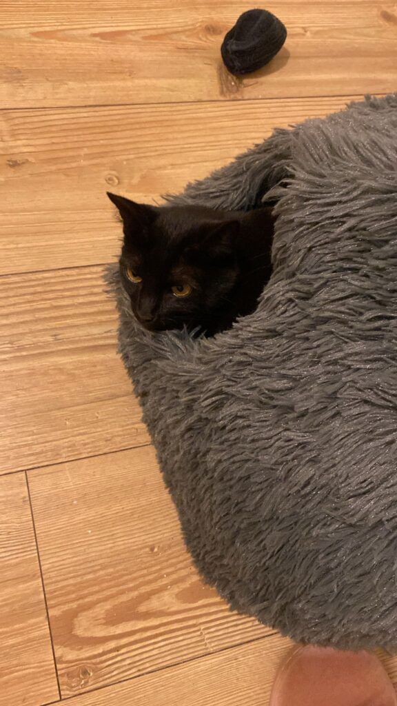 Penny, Olive, George, and Charlie are Safe and Sound in the UK 🐈❤️🇬🇧