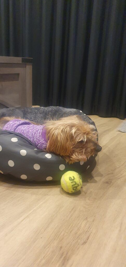 Pet Transport Testimonial: Rango is Safe and Sound in New Zealand 🐕❤️🇳🇿