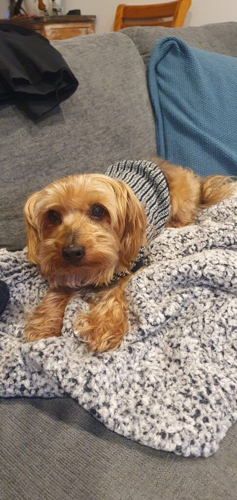 Pet Transport Testimonial: Rango is Safe and Sound in New Zealand 🐕❤️🇳🇿