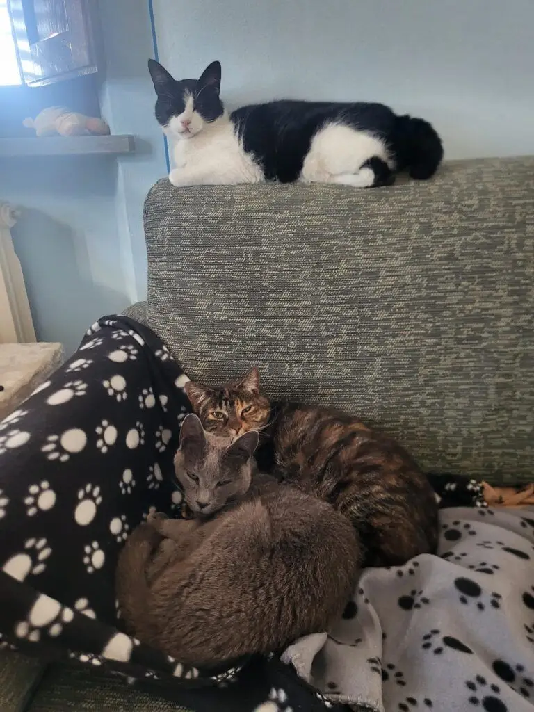 Abbey, Halle and Missy Have Joined Their Family in Italy Keringa-Petwings Pet Transport Testimonials