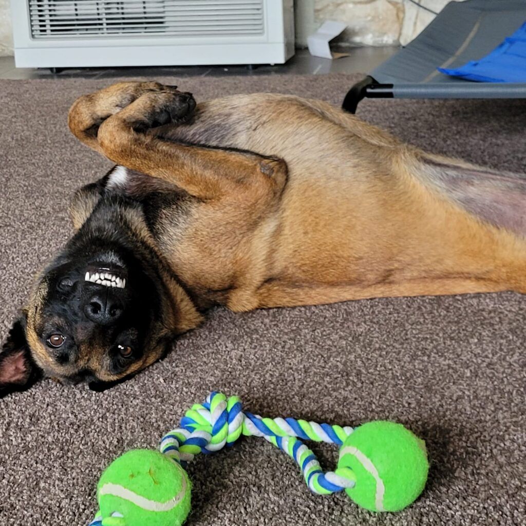 Bear And Rex Have Arrived Safely in New Zealand Keringa-Petwings Pet Transport Testimonials