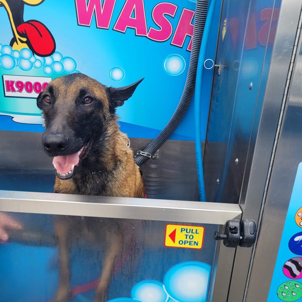 Bear And Rex Have Arrived Safely in New Zealand Keringa-Petwings Pet Transport Testimonials 1