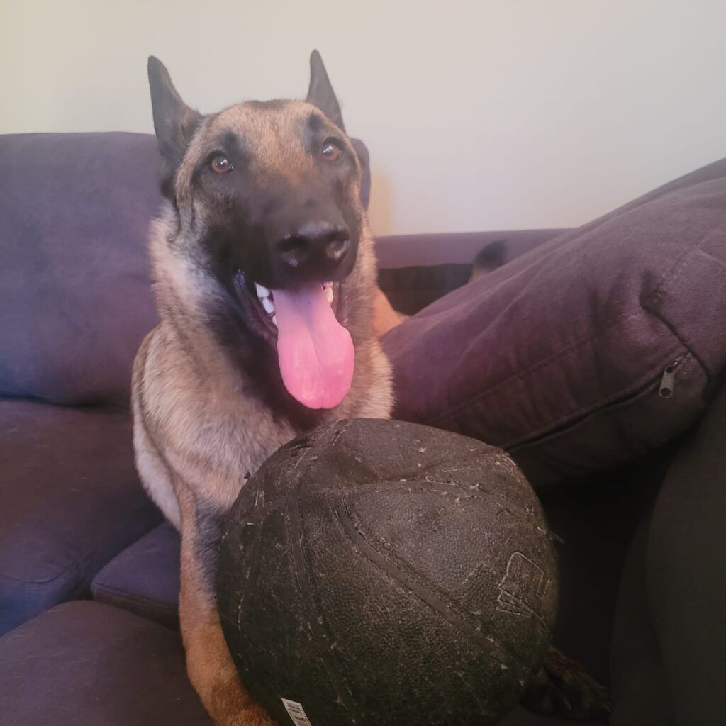 Bear And Rex Have Arrived Safely in New Zealand Keringa-Petwings Pet Transport Testimonials 1