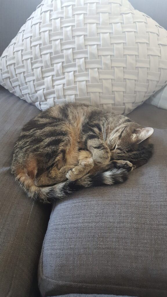 Bonnie Is Safe and Sound in Australia Keringa-Petwings Pet Transport Testimonials