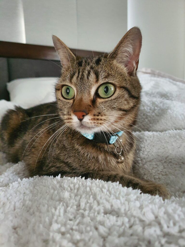 Bonnie Is Safe and Sound in Australia Keringa-Petwings Pet Transport Testimonials