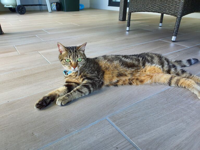 Bonnie Is Safe and Sound in Australia Keringa-Petwings Pet Transport Testimonials