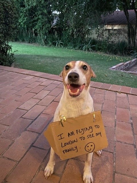 Cooper Has Joined His Family in the UK Keringa-Petwings Pet Transport Testimonials