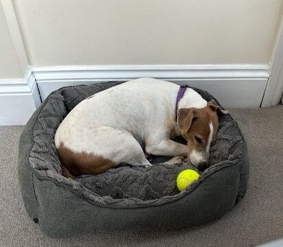 Cooper Has Joined His Family in the UK Keringa-Petwings Pet Transport Testimonials