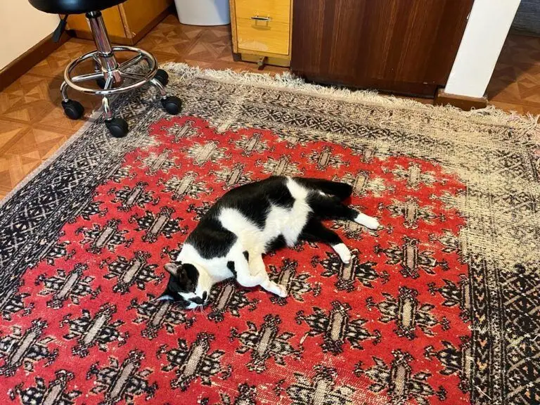 Fluffy and Letti Have Joined Their Family in Australia