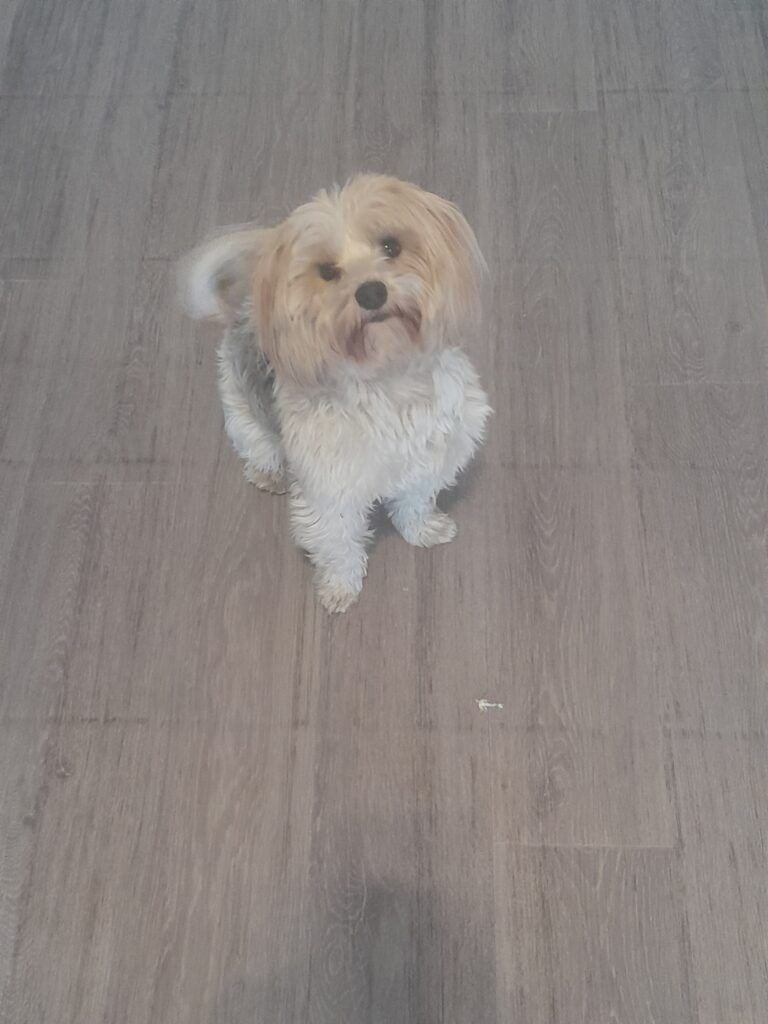 Izzy and Max Have Arrived Safely in Mauritius Keringa-Petwings Pet Transport Testimonials