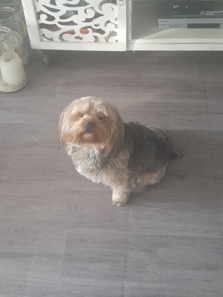 Izzy and Max Have Arrived Safely in Mauritius Keringa-Petwings Pet Transport Testimonials